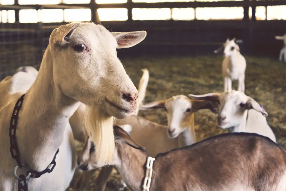Goats at County Fair