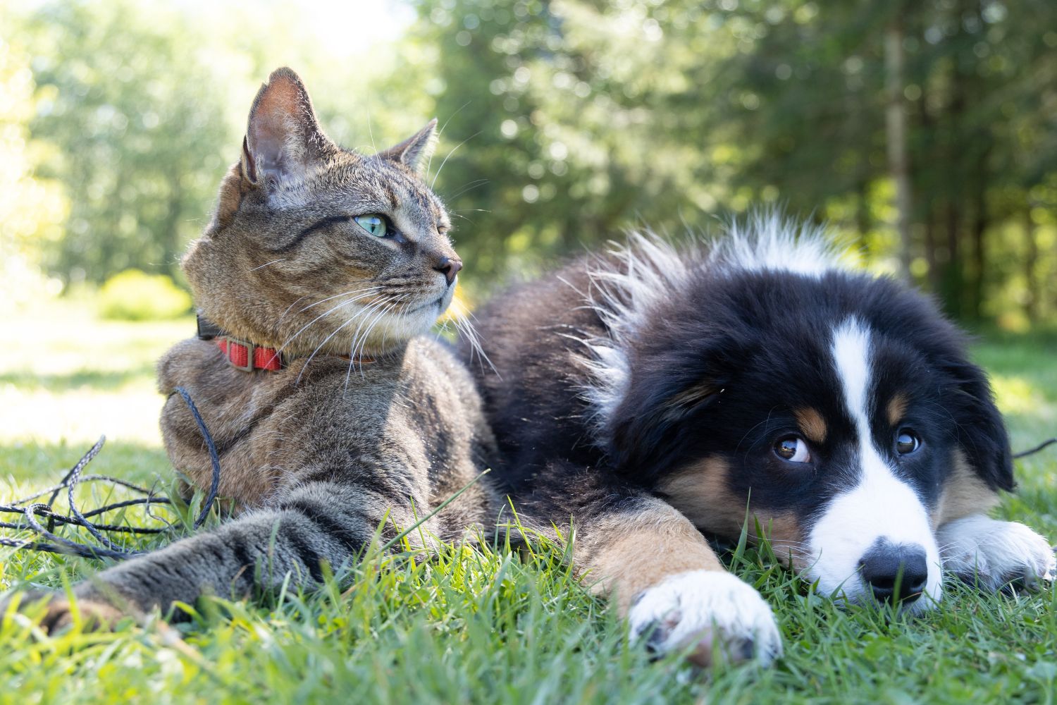 Care for your Pets: Information on the Different Veterinarians in Sandpoint, Idaho
