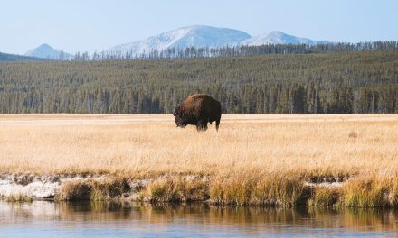 How close is Boise to Yellowstone? Plus Tips for your Trip!