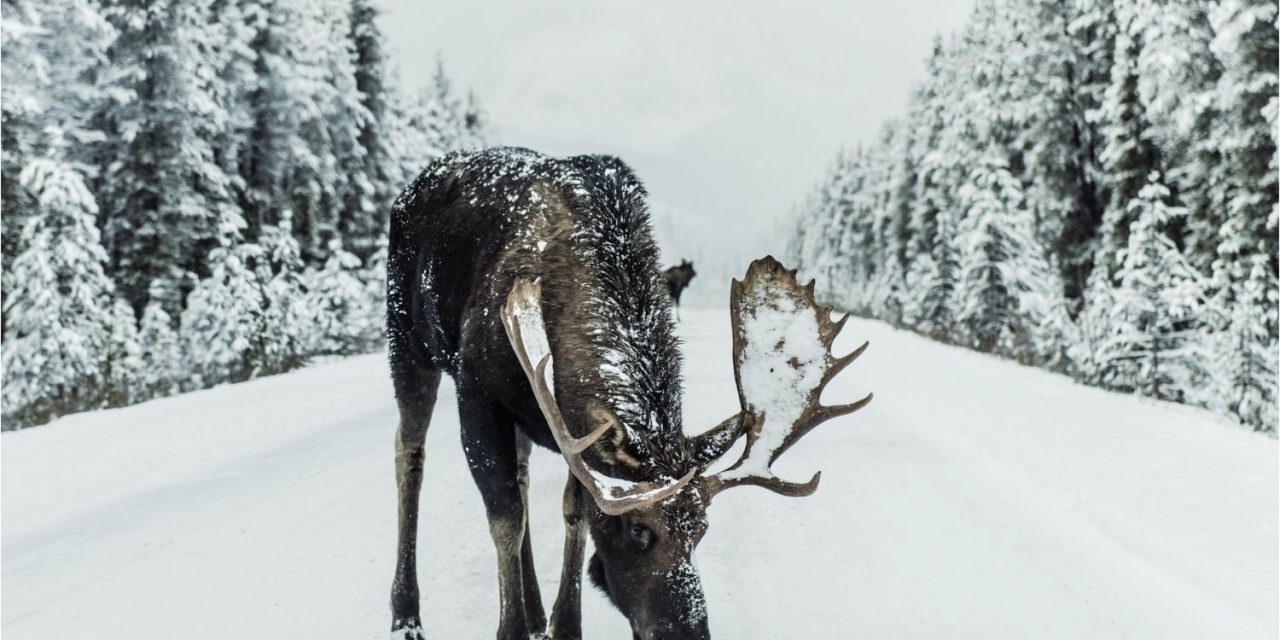 Moose Are Commonly Seen In Sandpoint, Idaho! What You Should Know