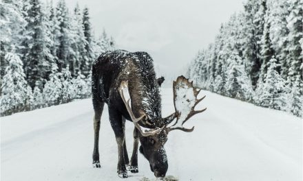 Moose Are Commonly Seen In Sandpoint, Idaho! What You Should Know